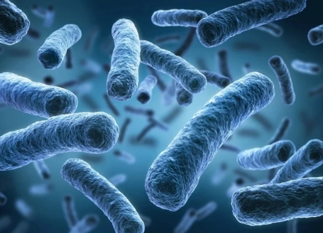 Legionella pneumophila a Harlem